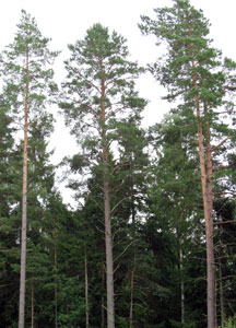 Pine trees
