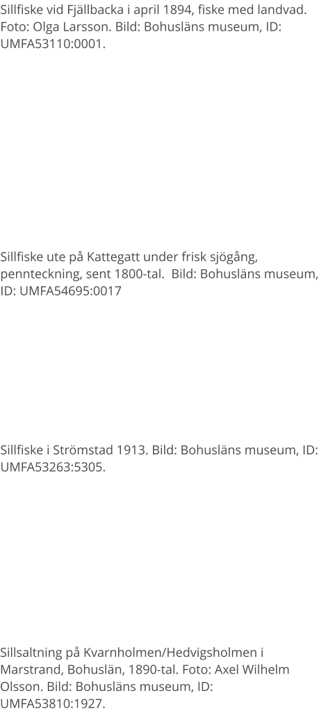 Sillfiske ute på Kattegatt under frisk sjögång, pennteckning, sent 1800-tal.  Bild: Bohusläns museum, ID: UMFA54695:0017 Sillfiske vid Fjällbacka i april 1894, fiske med landvad. Foto: Olga Larsson. Bild: Bohusläns museum, ID: UMFA53110:0001. Sillfiske i Strömstad 1913. Bild: Bohusläns museum, ID: UMFA53263:5305. Sillsaltning på Kvarnholmen/Hedvigsholmen i Marstrand, Bohuslän, 1890-tal. Foto: Axel Wilhelm Olsson. Bild: Bohusläns museum, ID: UMFA53810:1927.
